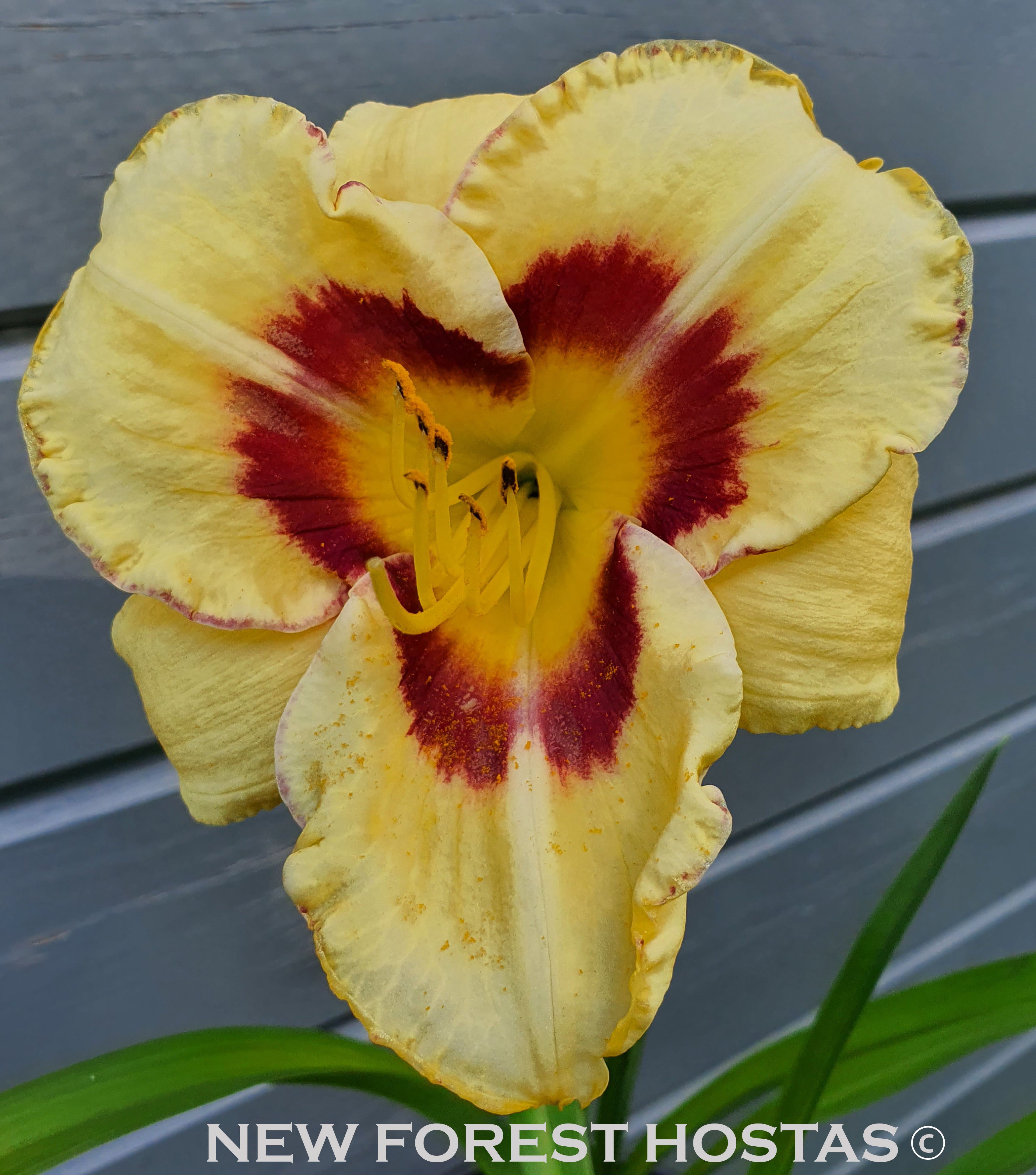 Hemerocallis 'El Desperado' - New Forest Hostas & Hemerocallis