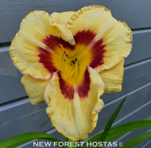 Hemerocallis 'El Desperado' - New Forest Hostas & Hemerocallis