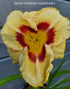 Hemerocallis 'El Desperado' - New Forest Hostas & Hemerocallis