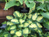 Hosta 'Eleanor Lachman' - New Forest Hostas & Hemerocallis