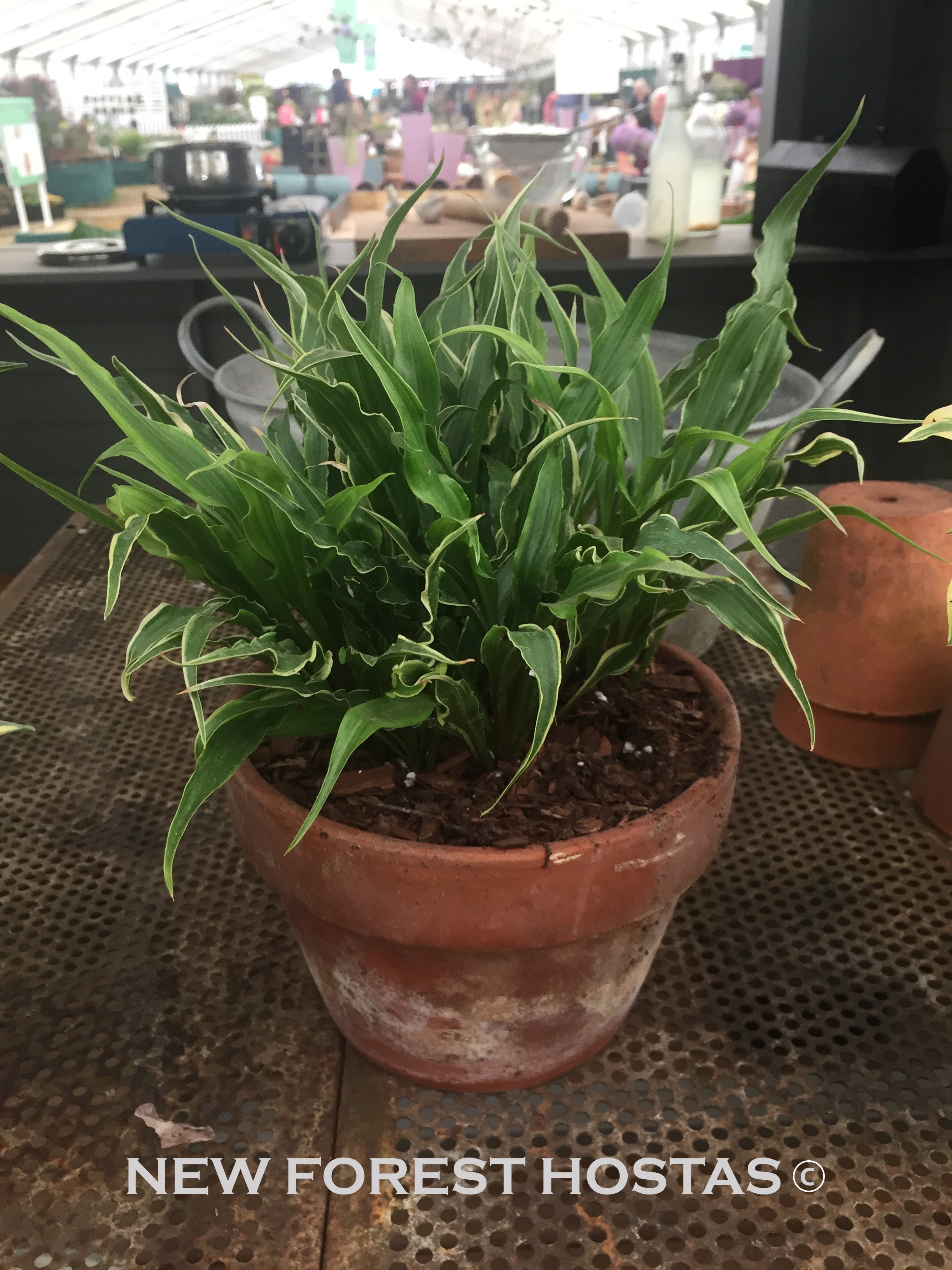 Hosta 'Electrocution' - New Forest Hostas & Hemerocallis