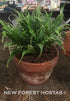 Hosta 'Electrocution' - New Forest Hostas & Hemerocallis