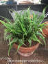 Hosta 'Electrocution' - New Forest Hostas & Hemerocallis