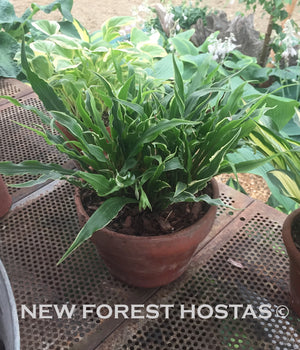 Hosta 'Electrocution' - New Forest Hostas & Hemerocallis