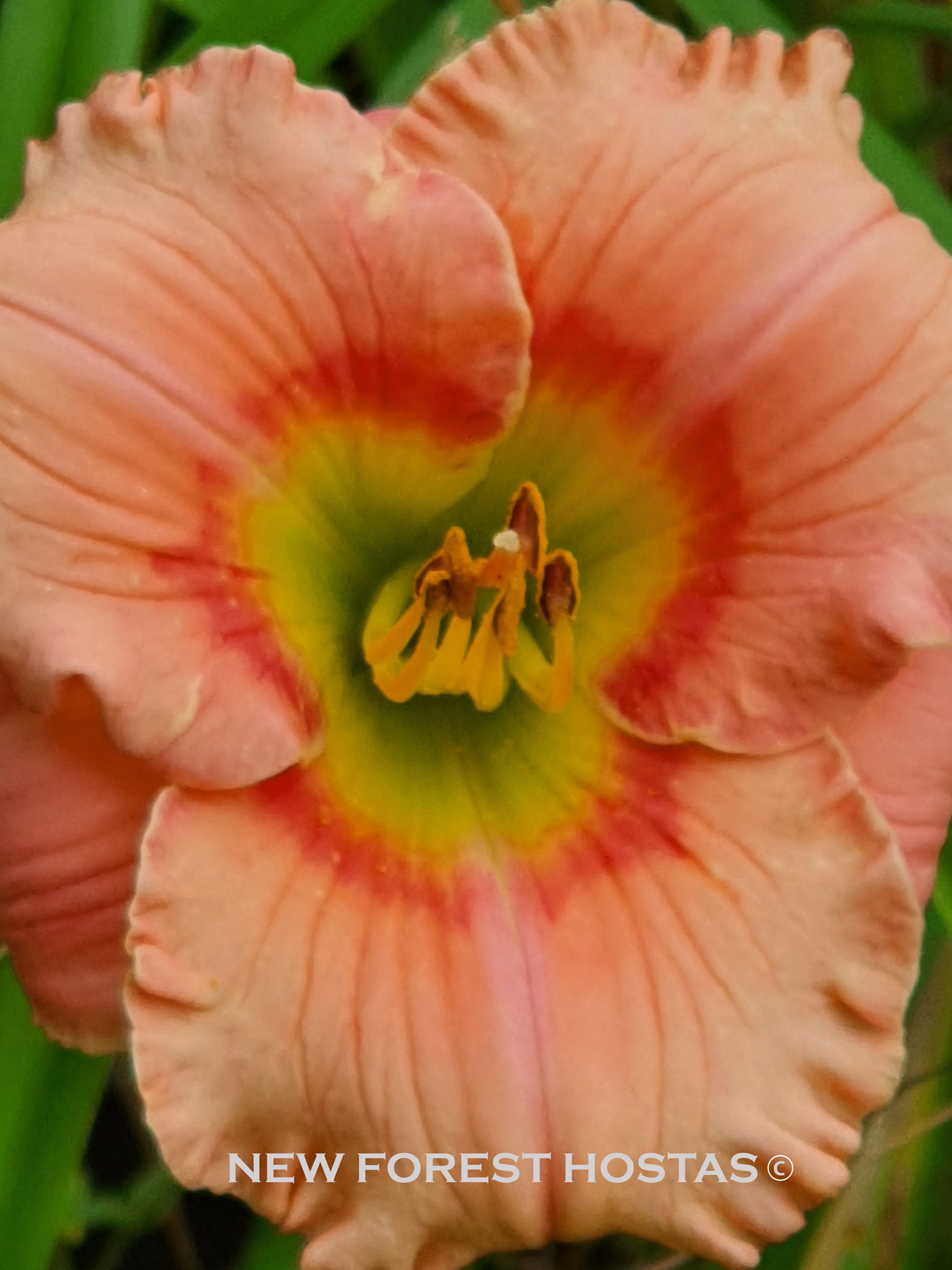 Hemerocallis 'Elegant Candy' - New Forest Hostas & Hemerocallis