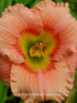 Hemerocallis 'Elegant Candy' - New Forest Hostas & Hemerocallis