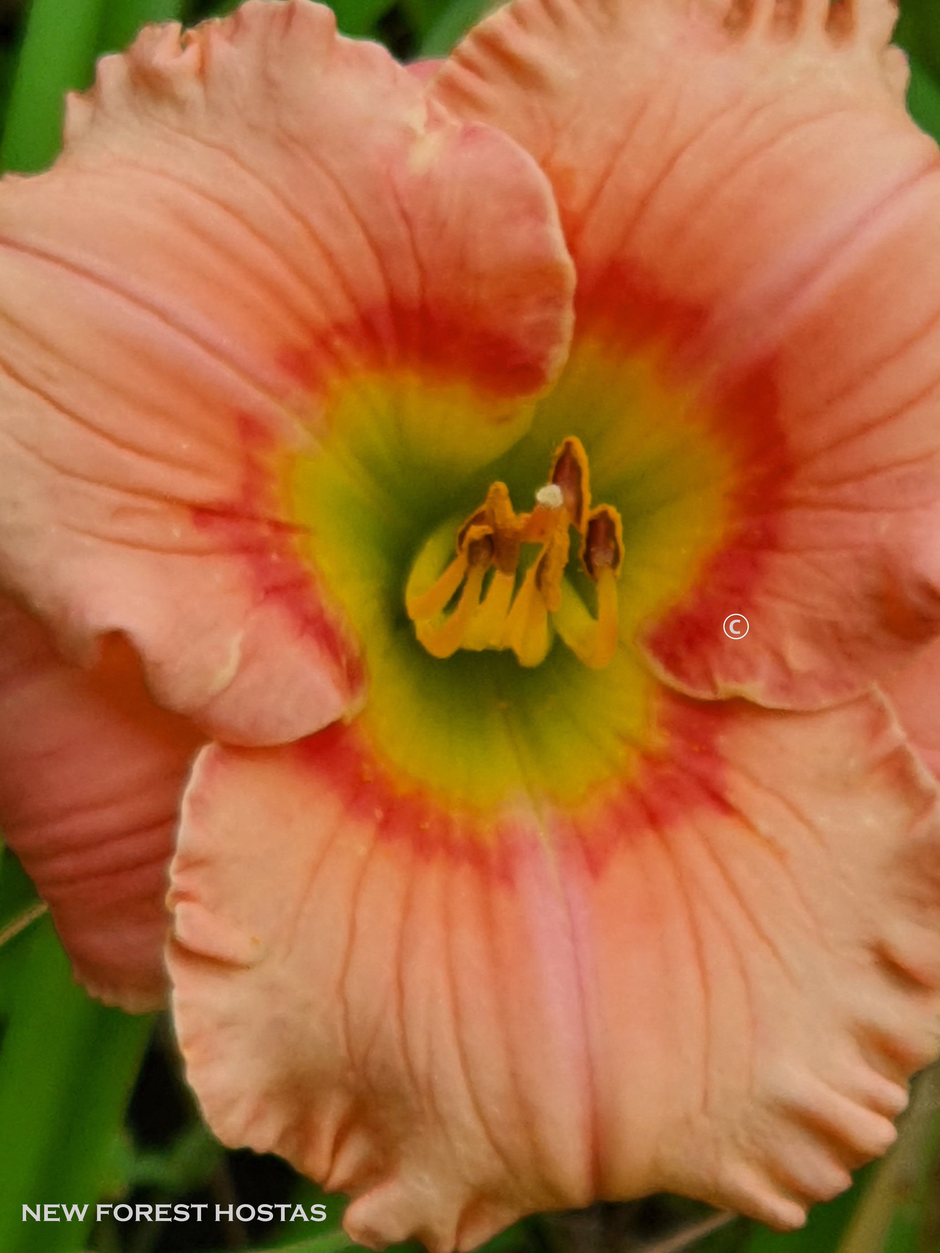 Hemerocallis 'Elegant Candy' - New Forest Hostas & Hemerocallis