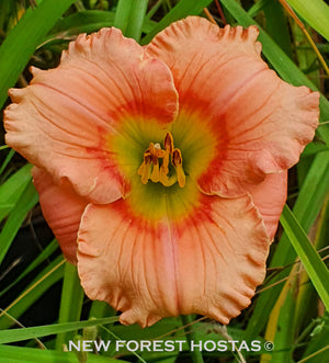Hemerocallis 'Elegant Candy' - New Forest Hostas & Hemerocallis