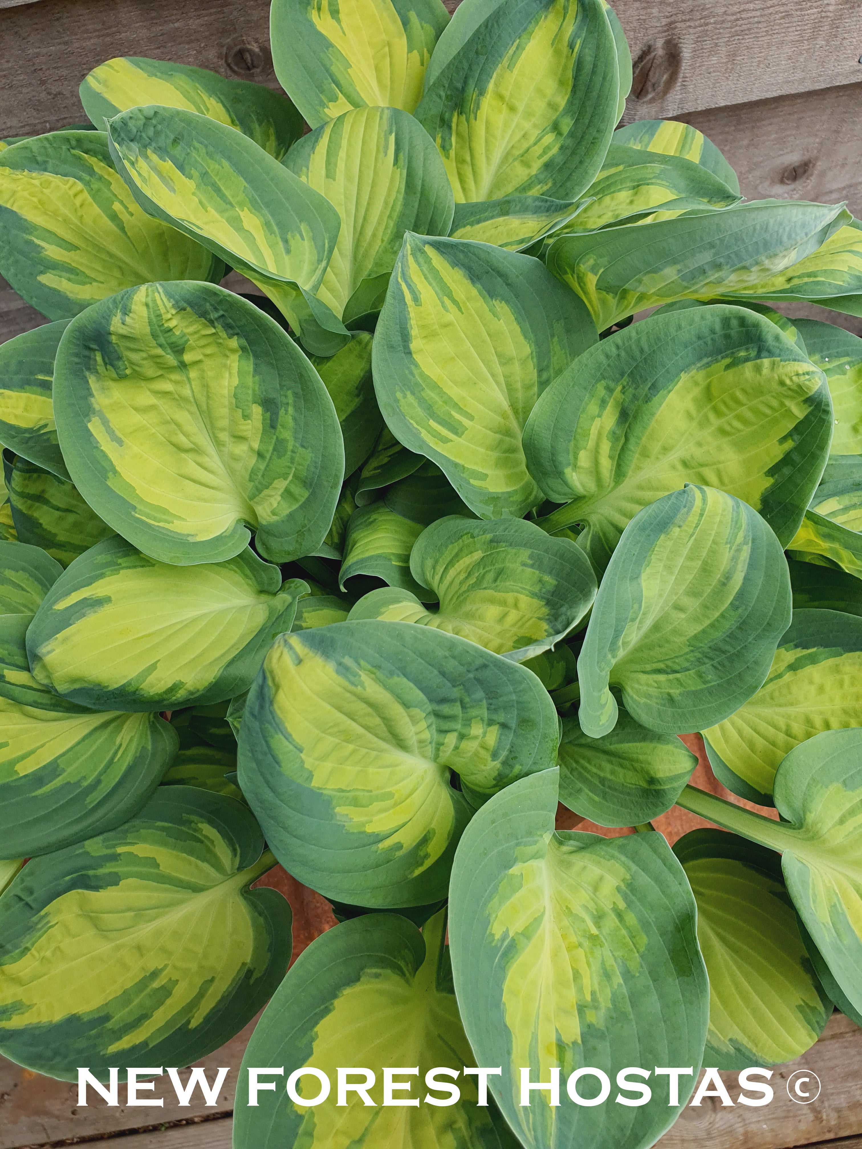 Hosta 'Eleanor Lachman' - New Forest Hostas & Hemerocallis