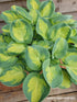 Hosta 'Eleanor Lachman' - New Forest Hostas & Hemerocallis