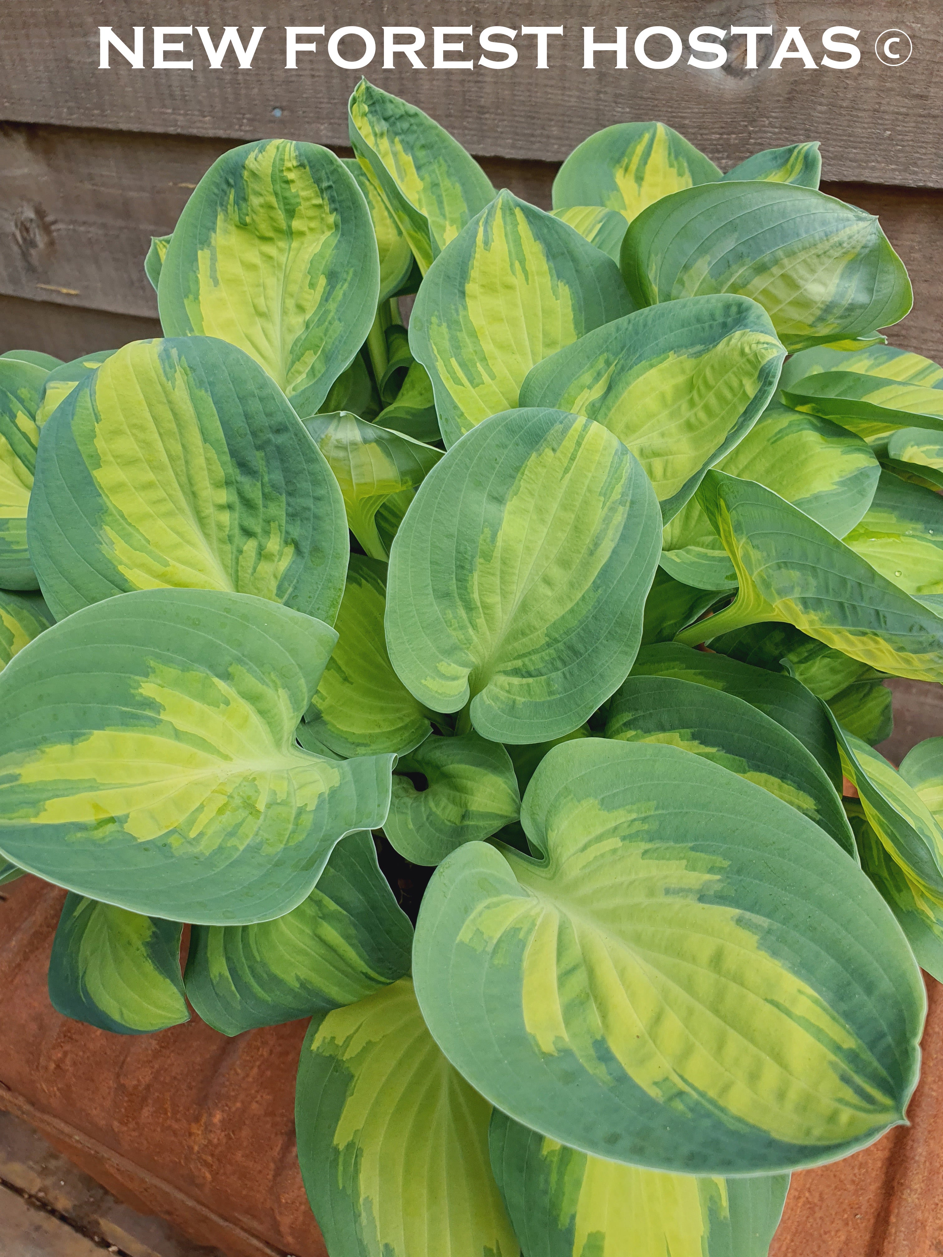 Hosta 'Eleanor Lachman' - New Forest Hostas & Hemerocallis