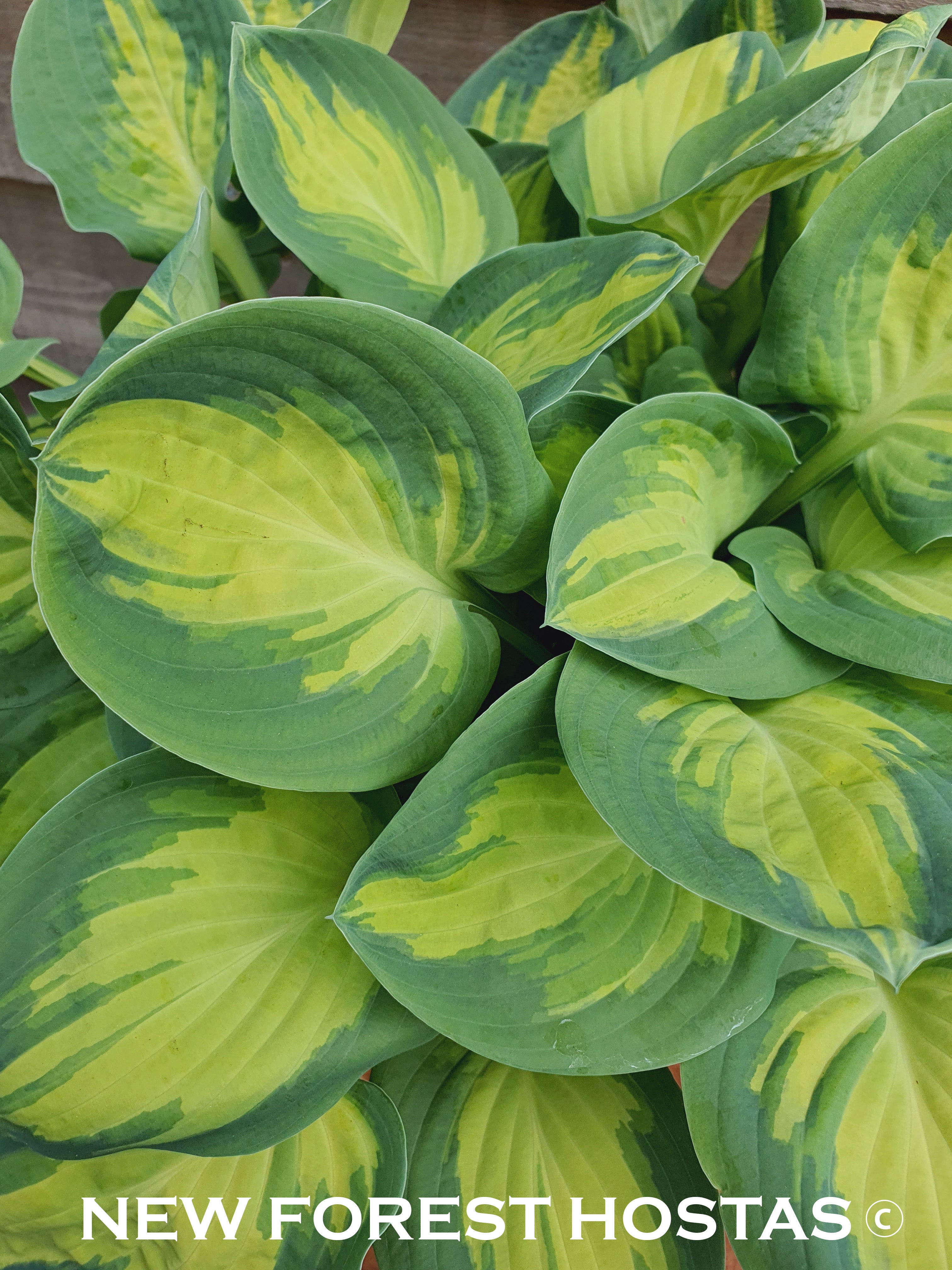 Hosta 'Eleanor Lachman' - New Forest Hostas & Hemerocallis