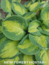 Hosta 'Eleanor Lachman' - New Forest Hostas & Hemerocallis