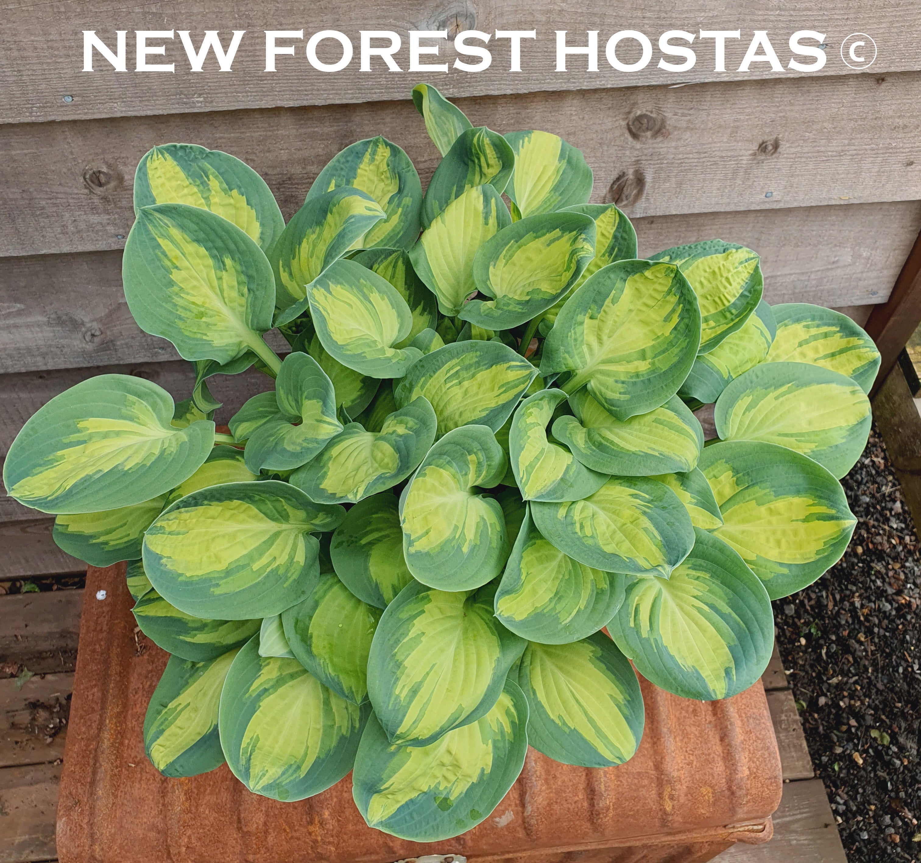 Hosta 'Eleanor Lachman' - New Forest Hostas & Hemerocallis