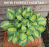 Hosta 'Eleanor Lachman' - New Forest Hostas & Hemerocallis