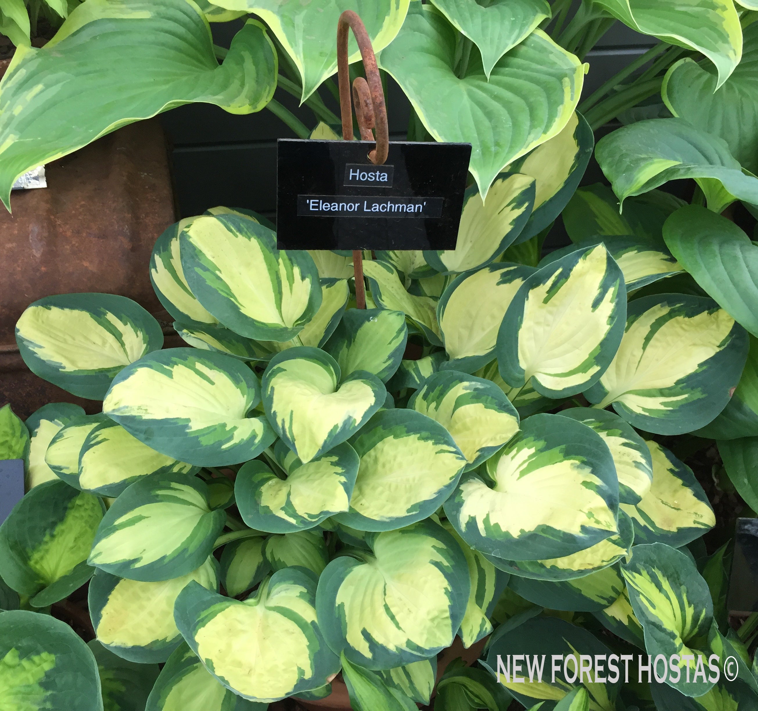 Hosta 'Eleanor Lachman' - New Forest Hostas & Hemerocallis