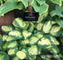 Hosta 'Eleanor Lachman' - New Forest Hostas & Hemerocallis