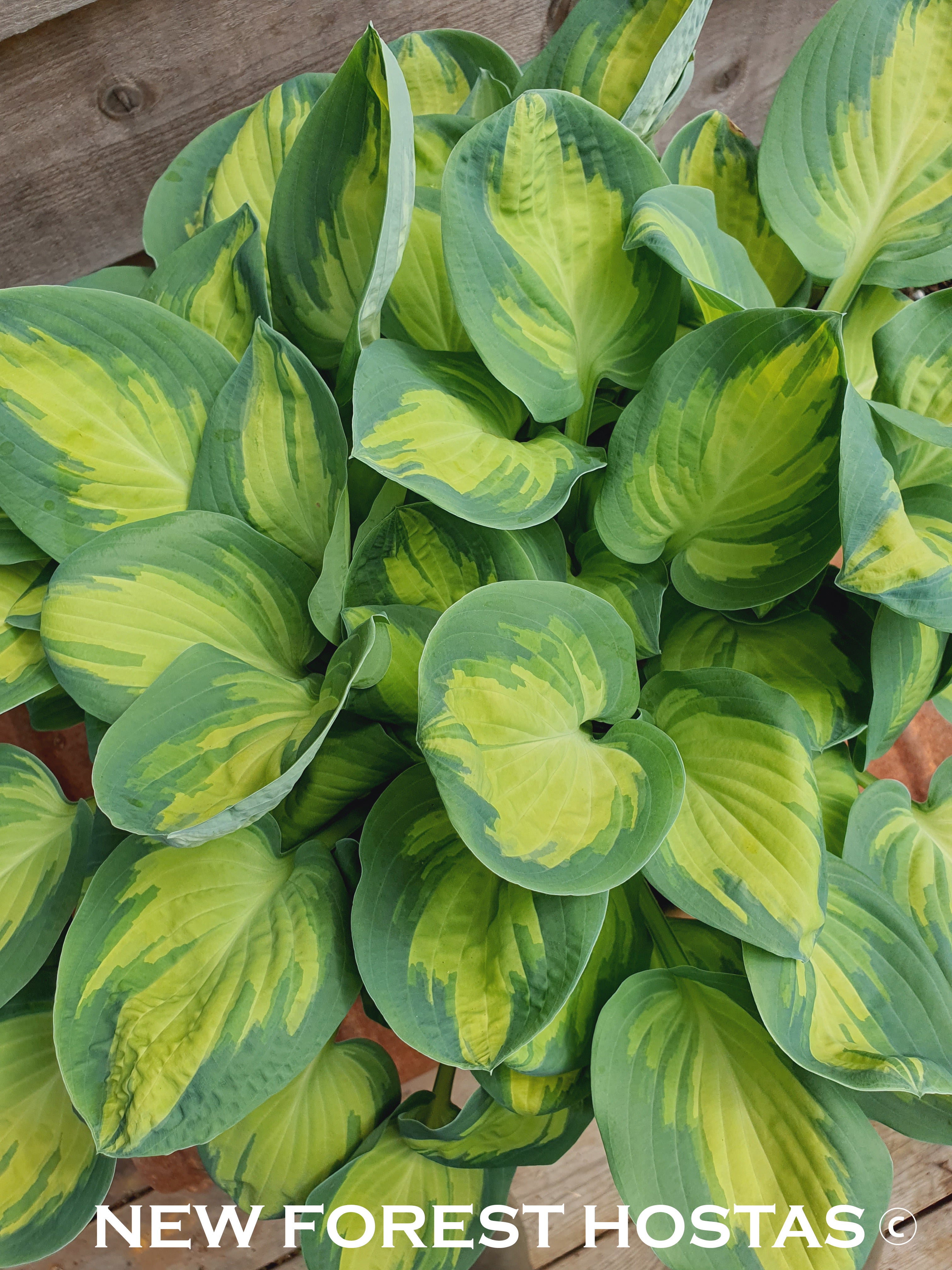 Hosta 'Eleanor Lachman' - New Forest Hostas & Hemerocallis