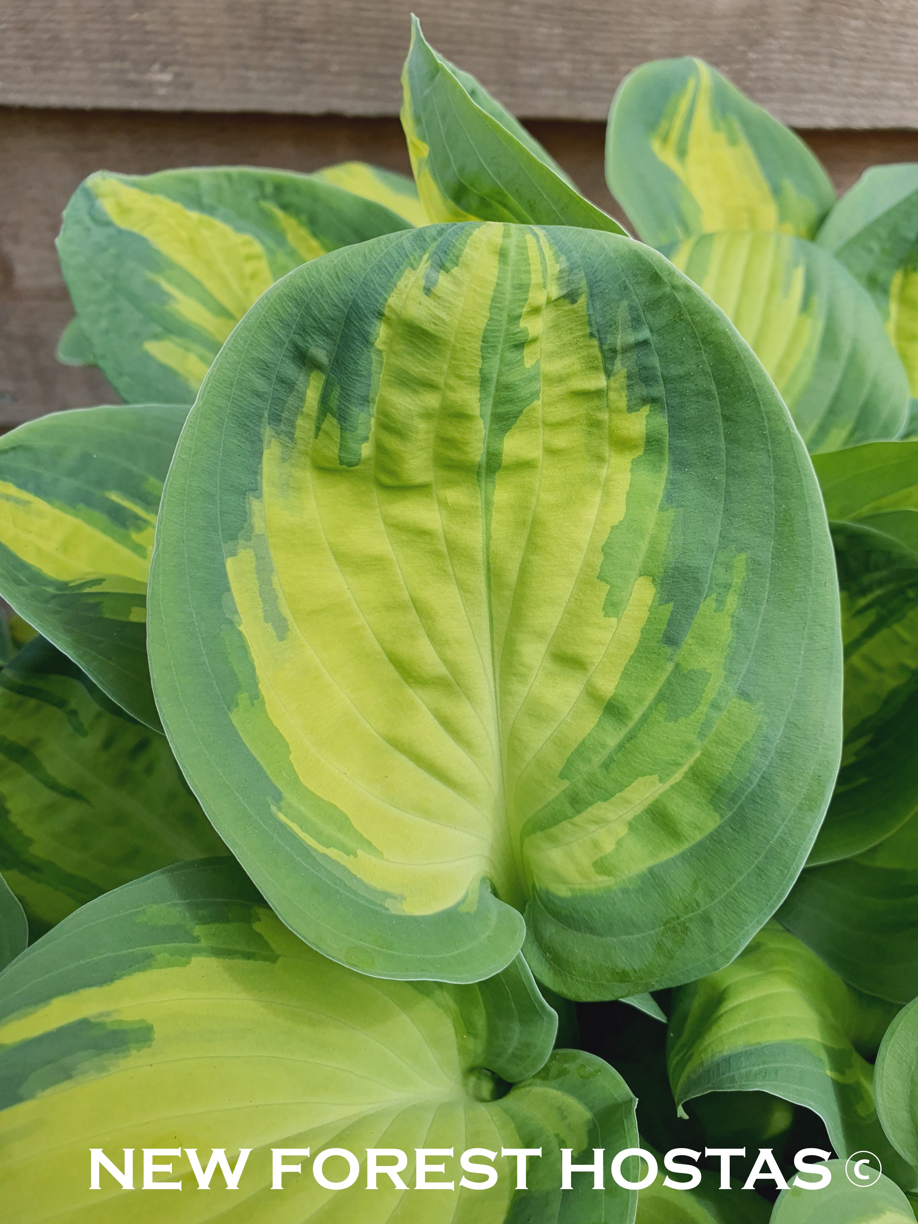 Hosta 'Eleanor Lachman' - New Forest Hostas & Hemerocallis