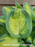 Hosta 'Eleanor Lachman' - New Forest Hostas & Hemerocallis