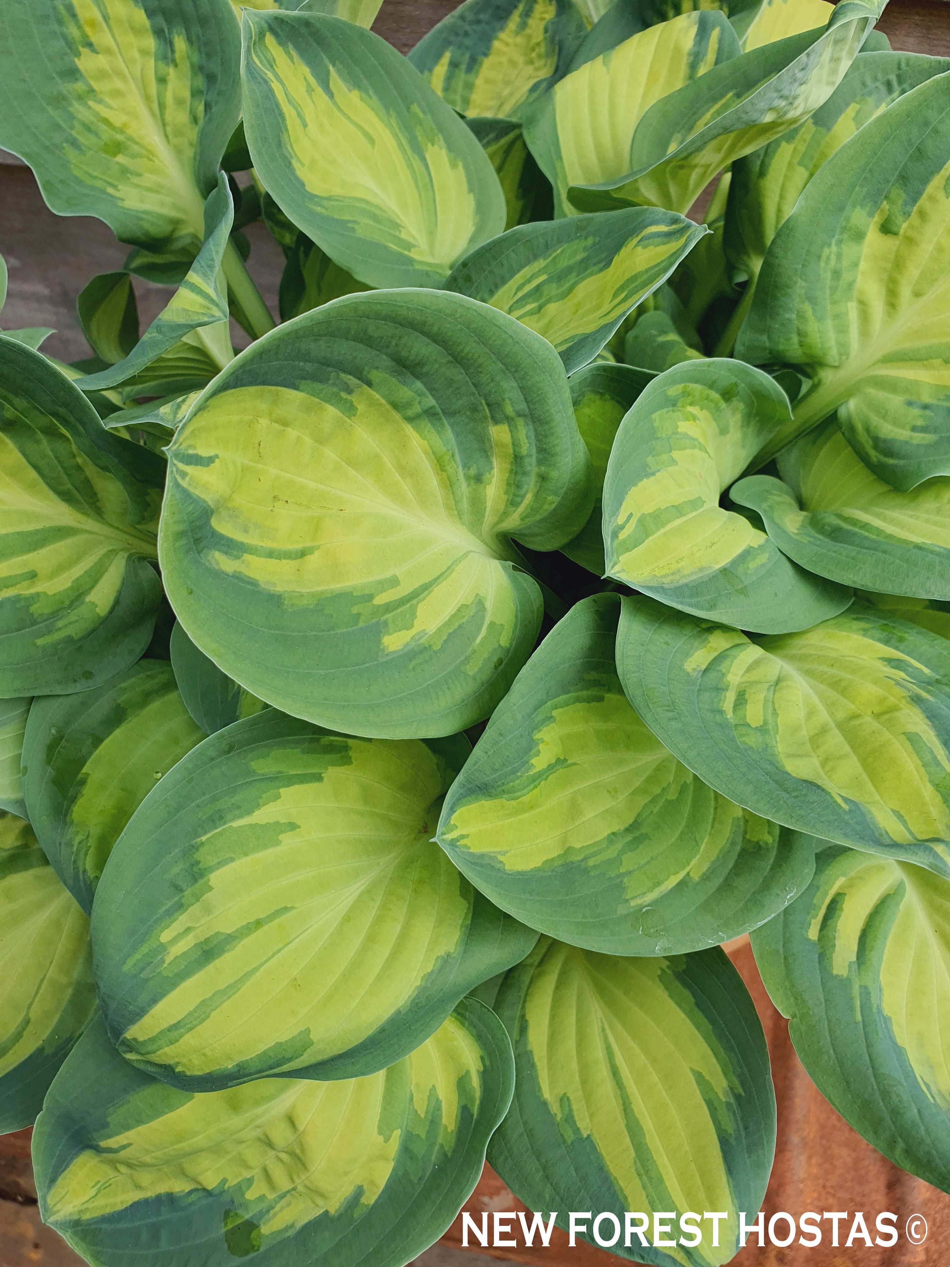 Hosta 'Eleanor Lachman' - New Forest Hostas & Hemerocallis