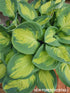 Hosta 'Eleanor Lachman' - New Forest Hostas & Hemerocallis