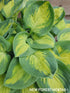 Hosta 'Eleanor Lachman' - New Forest Hostas & Hemerocallis