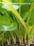 Hosta 'Eleanor Lachman' - New Forest Hostas & Hemerocallis
