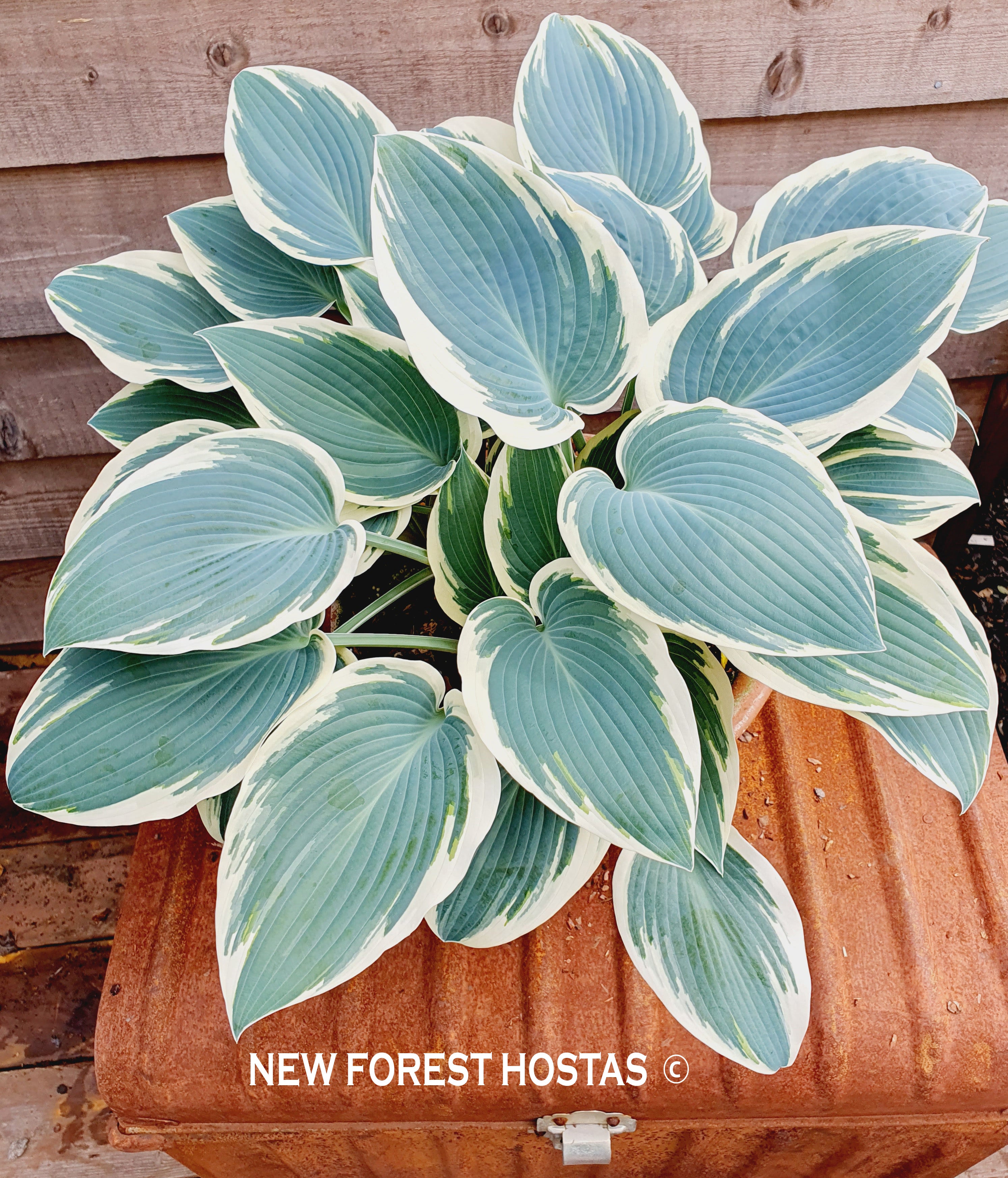 Hosta 'El Nino' - New Forest Hostas & Hemerocallis