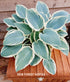Hosta 'El Nino' - New Forest Hostas & Hemerocallis