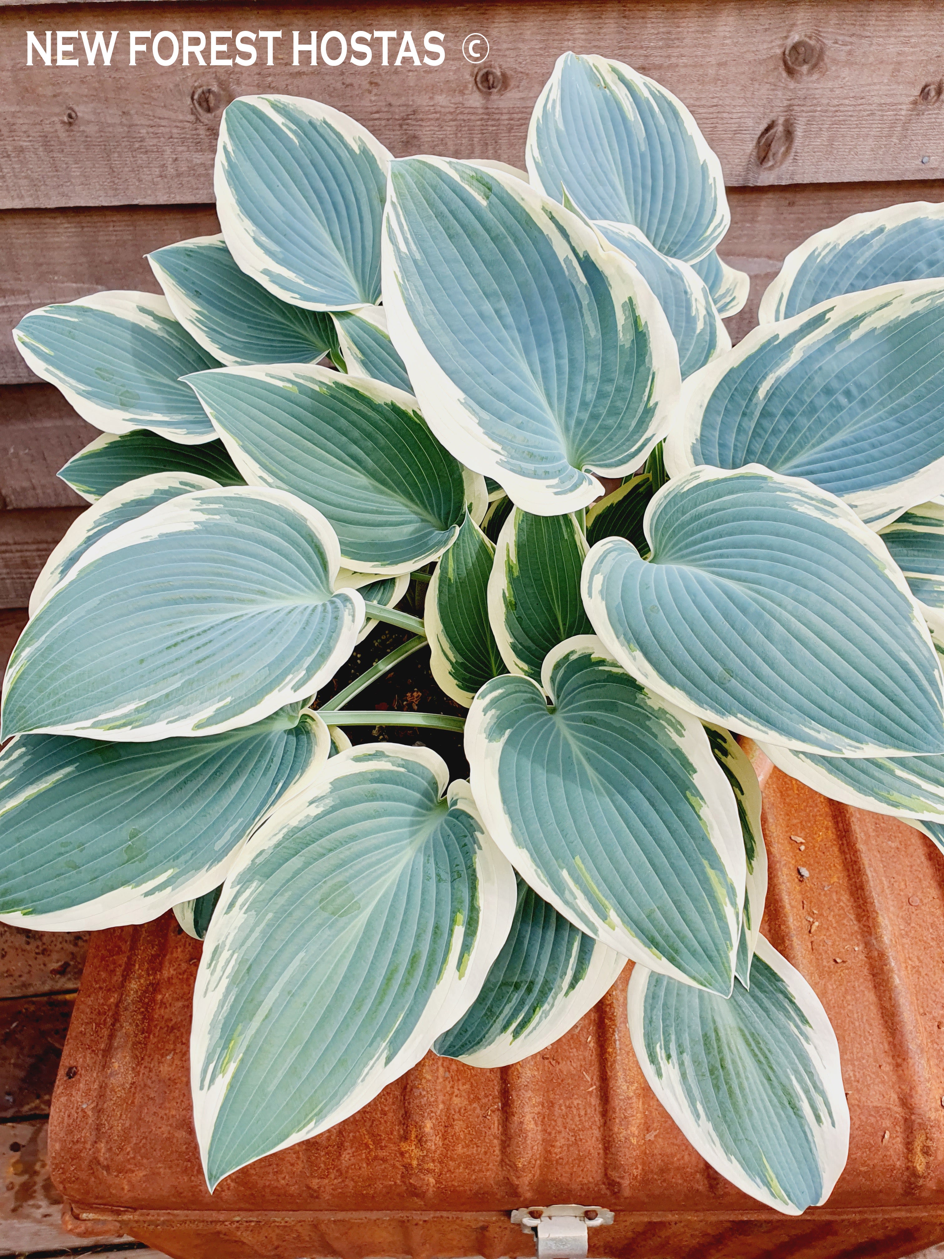 Hosta 'El Nino' - New Forest Hostas & Hemerocallis