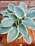 Hosta 'El Nino' - New Forest Hostas & Hemerocallis