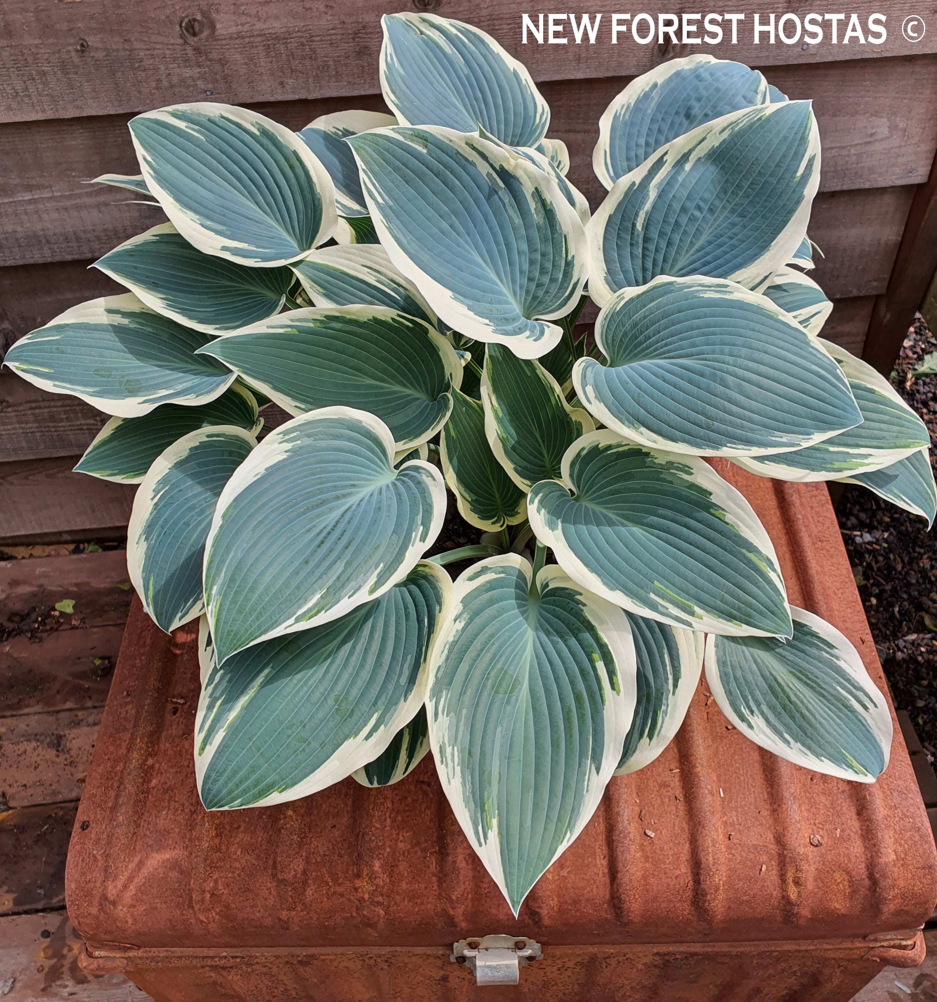 Hosta 'El Nino' - New Forest Hostas & Hemerocallis