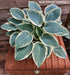 Hosta 'El Nino' - New Forest Hostas & Hemerocallis