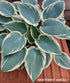 Hosta 'El Nino' - New Forest Hostas & Hemerocallis
