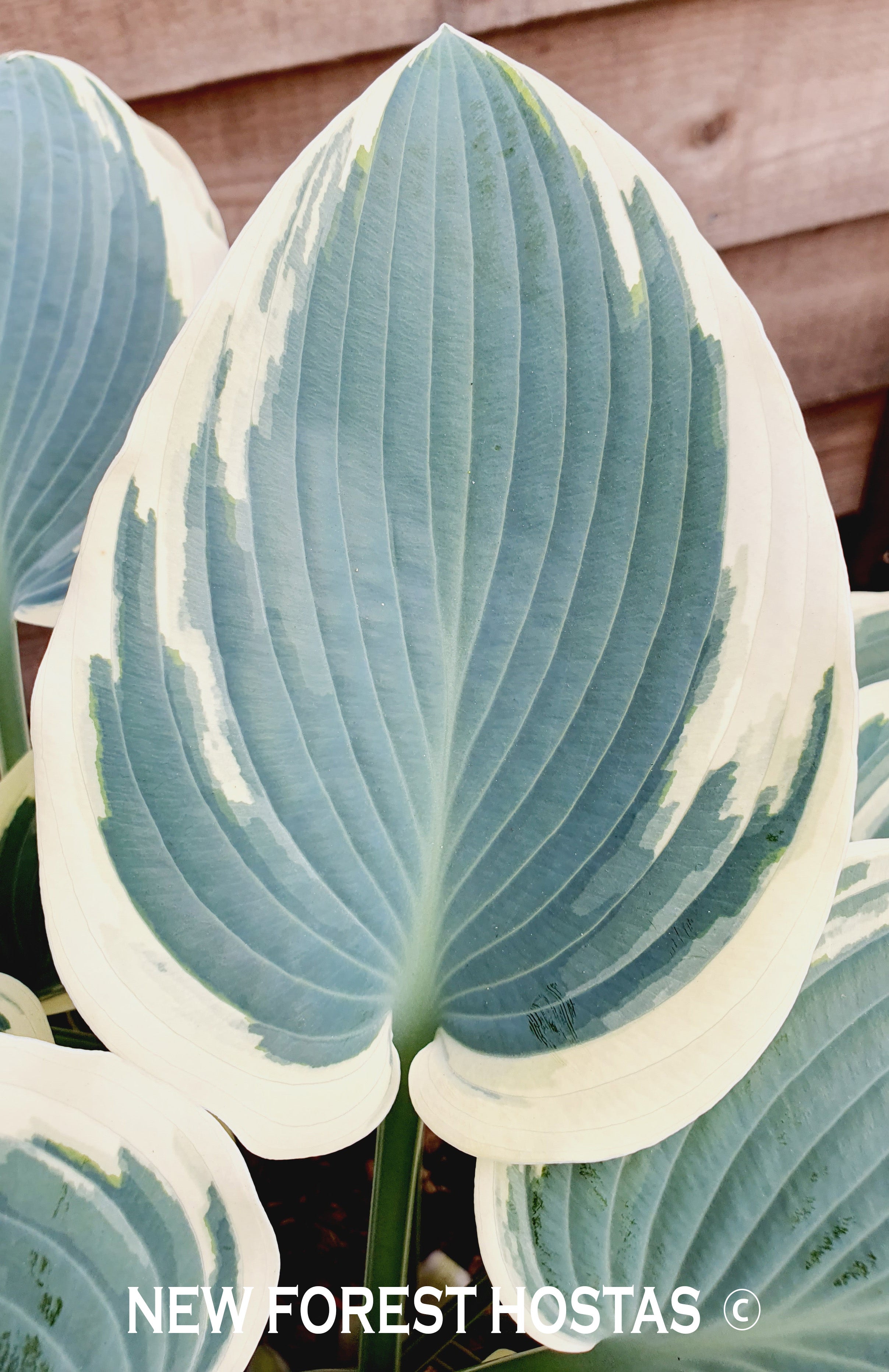 Hosta 'El Nino' - New Forest Hostas & Hemerocallis