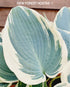 Hosta 'El Nino' - New Forest Hostas & Hemerocallis