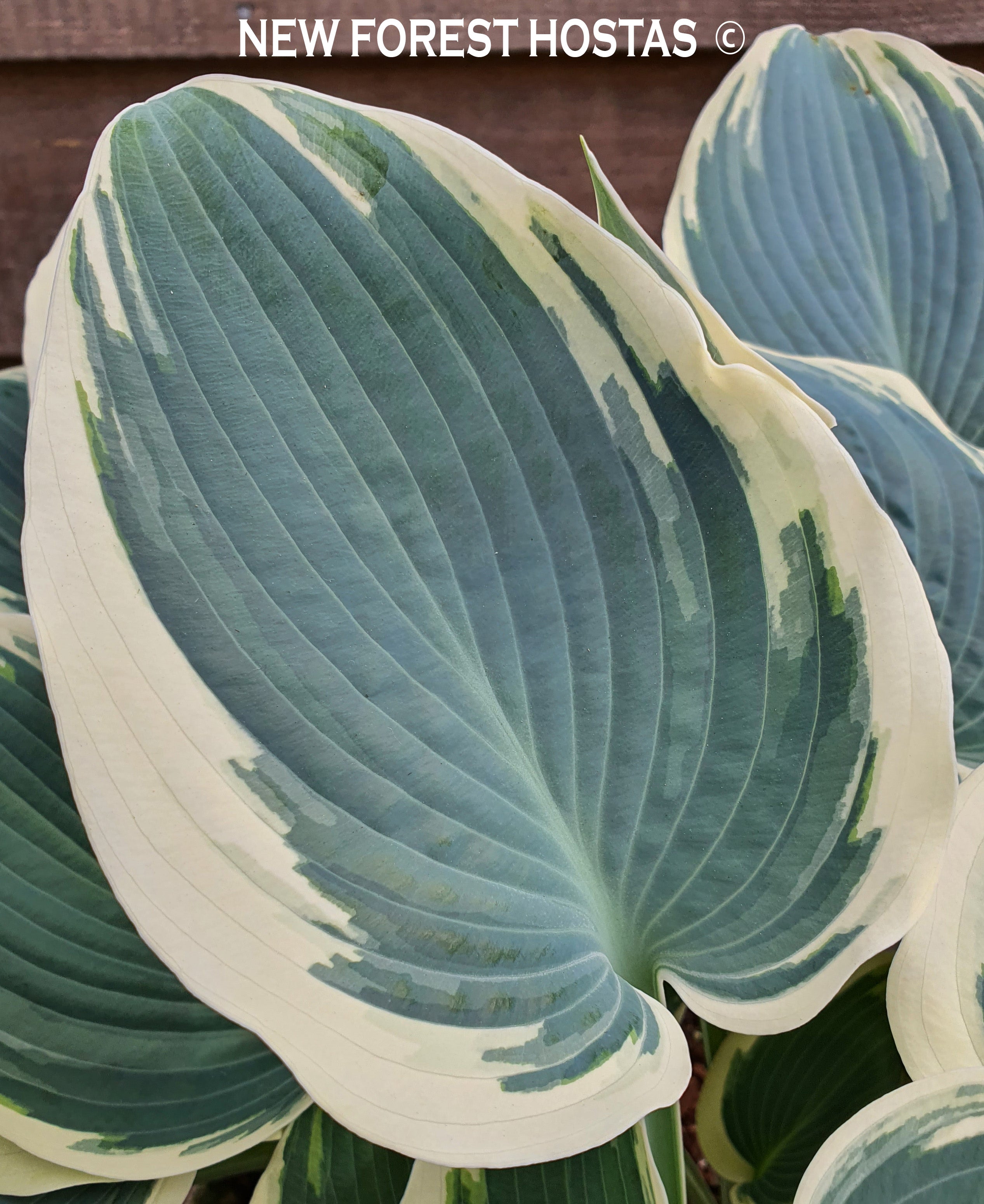Hosta 'El Nino' - New Forest Hostas & Hemerocallis
