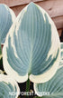 Hosta 'El Nino' - New Forest Hostas & Hemerocallis