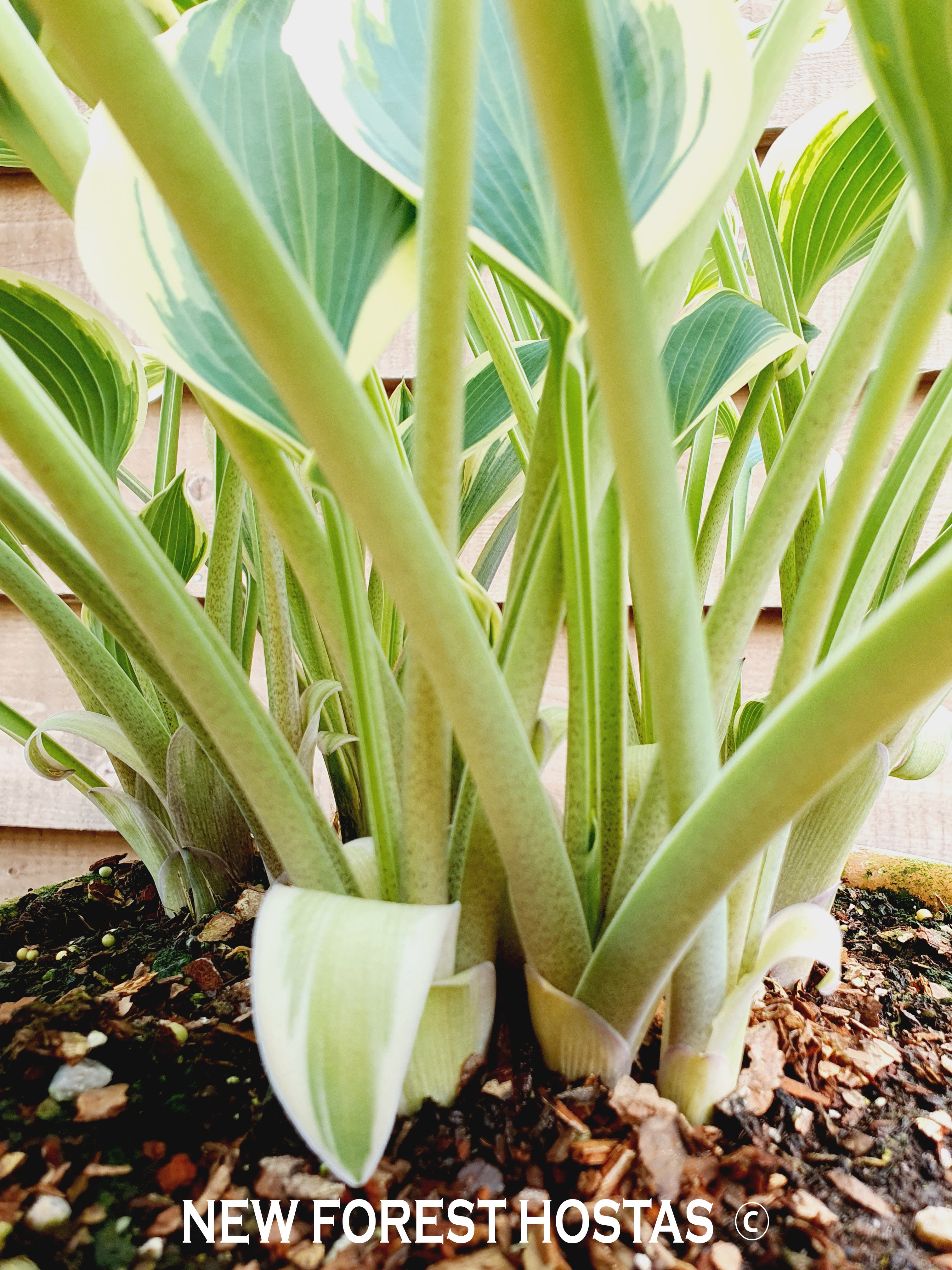 Hosta 'El Nino' - New Forest Hostas & Hemerocallis