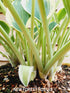 Hosta 'El Nino' - New Forest Hostas & Hemerocallis