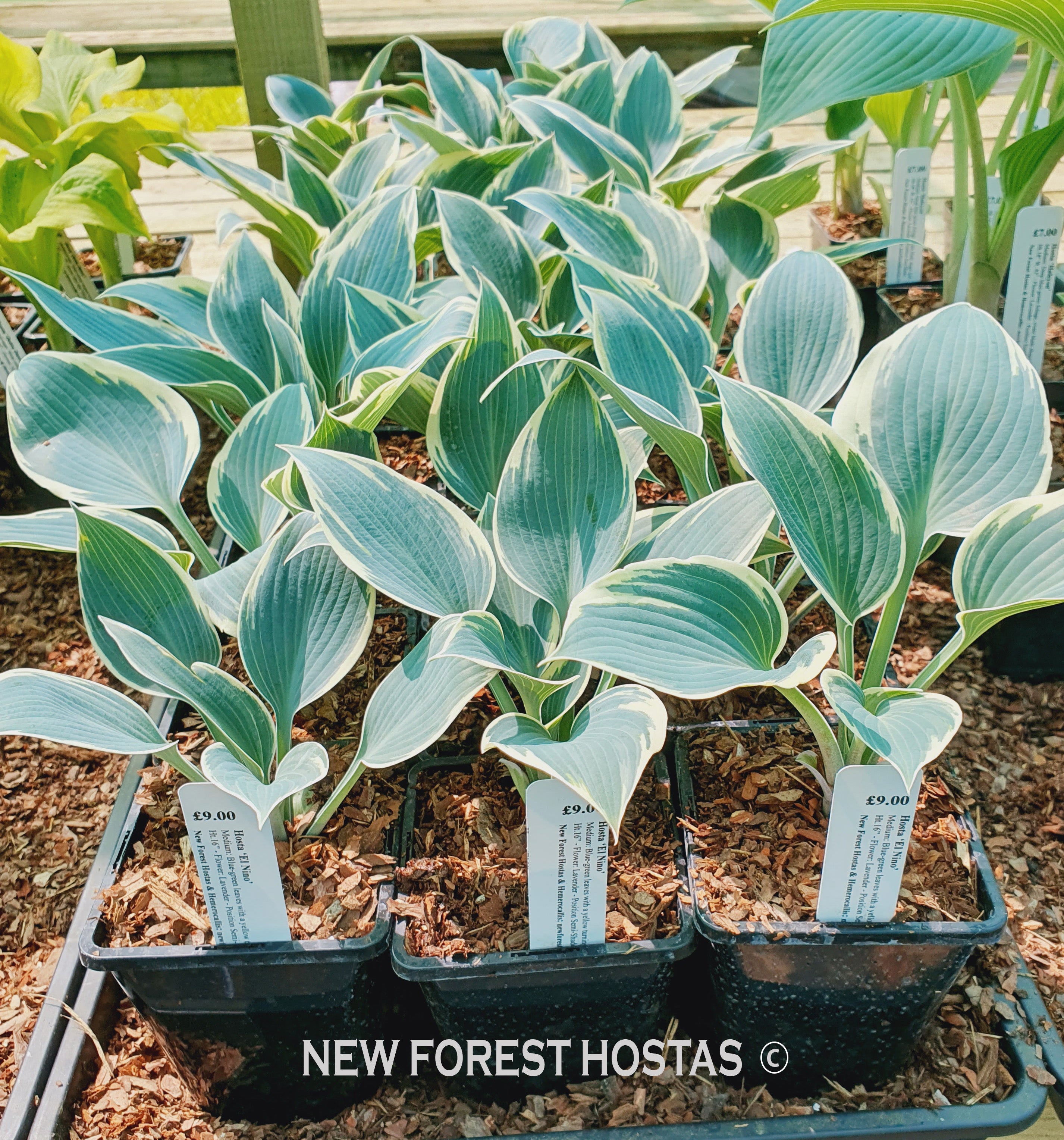 Hosta 'El Nino' - New Forest Hostas & Hemerocallis