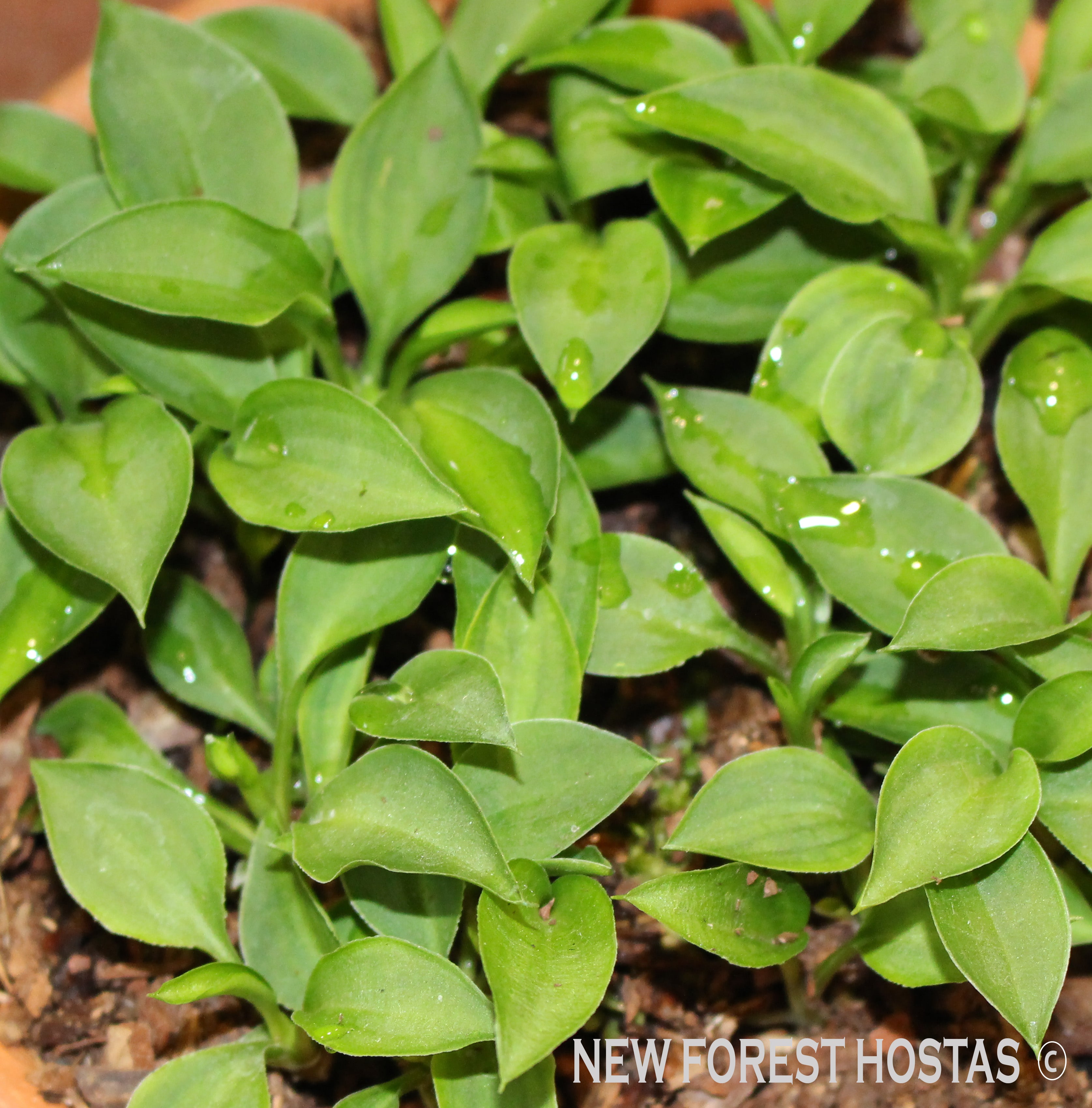 Hosta 'Elsley Runner' - New Forest Hostas & Hemerocallis
