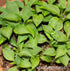 Hosta 'Elsley Runner' - New Forest Hostas & Hemerocallis