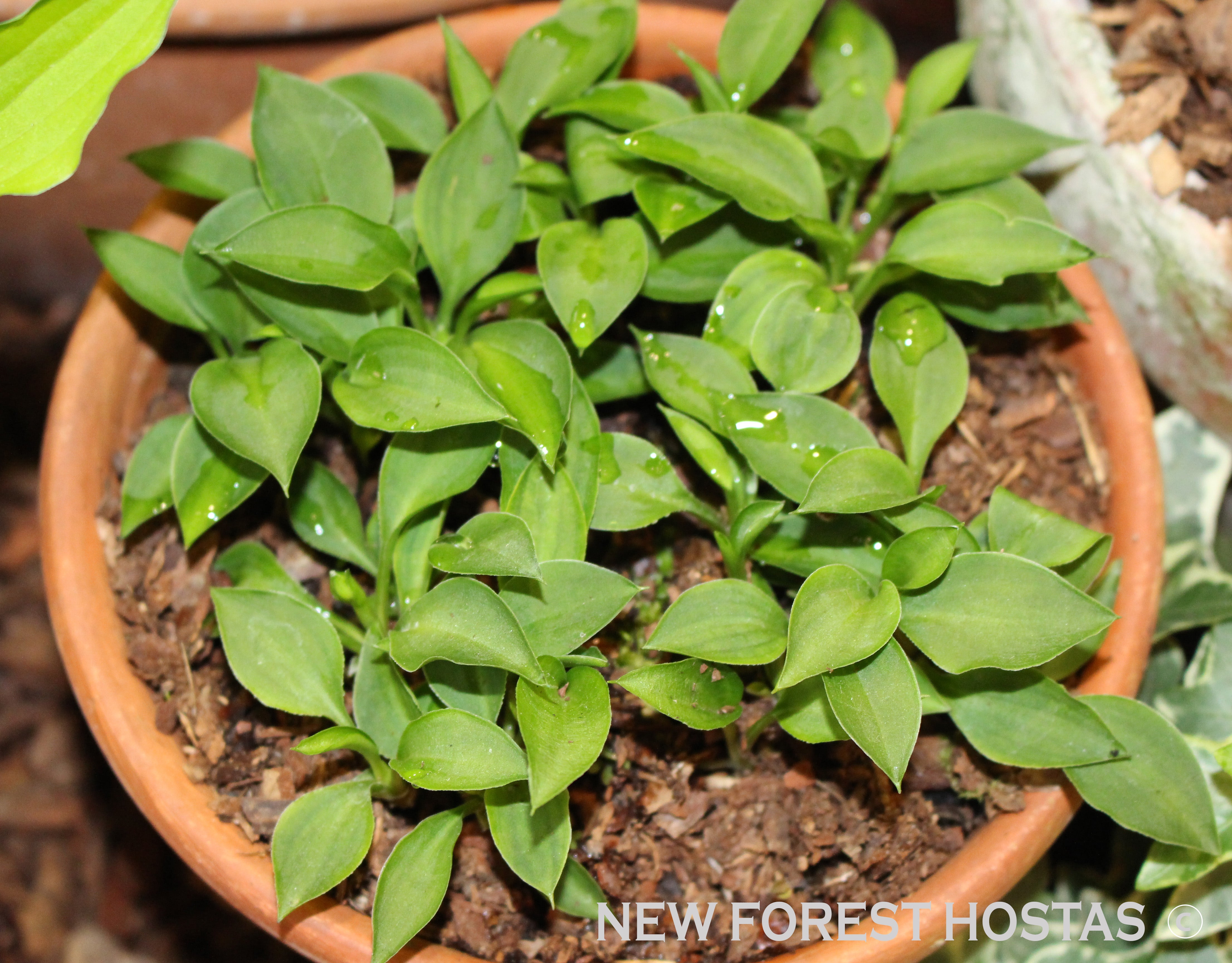 Hosta 'Elsley Runner' - New Forest Hostas & Hemerocallis