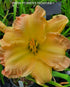 Hemerocallis 'Emily Anne' - New Forest Hostas & Hemerocallis