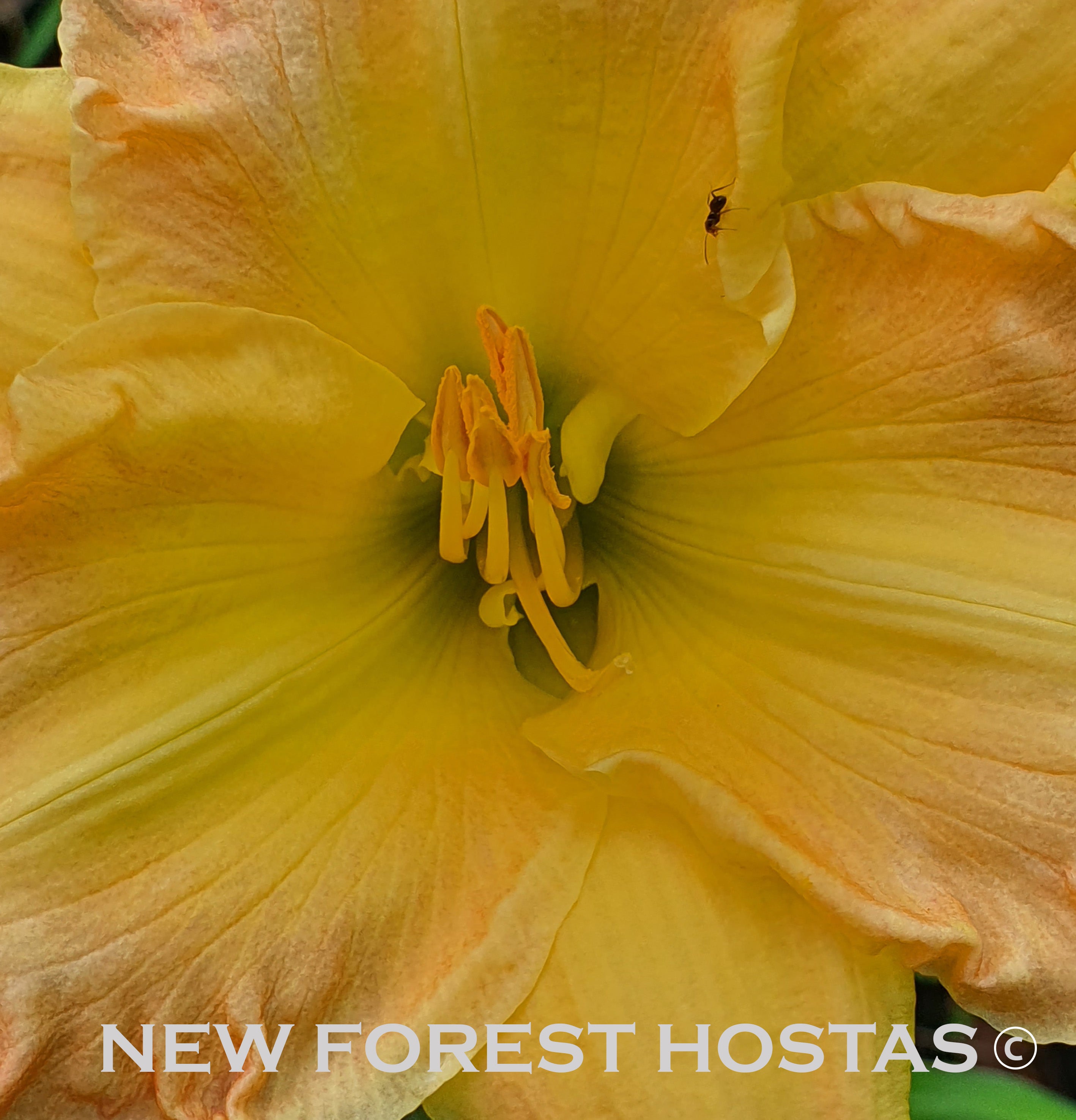 Hemerocallis 'Emily Anne' - New Forest Hostas & Hemerocallis