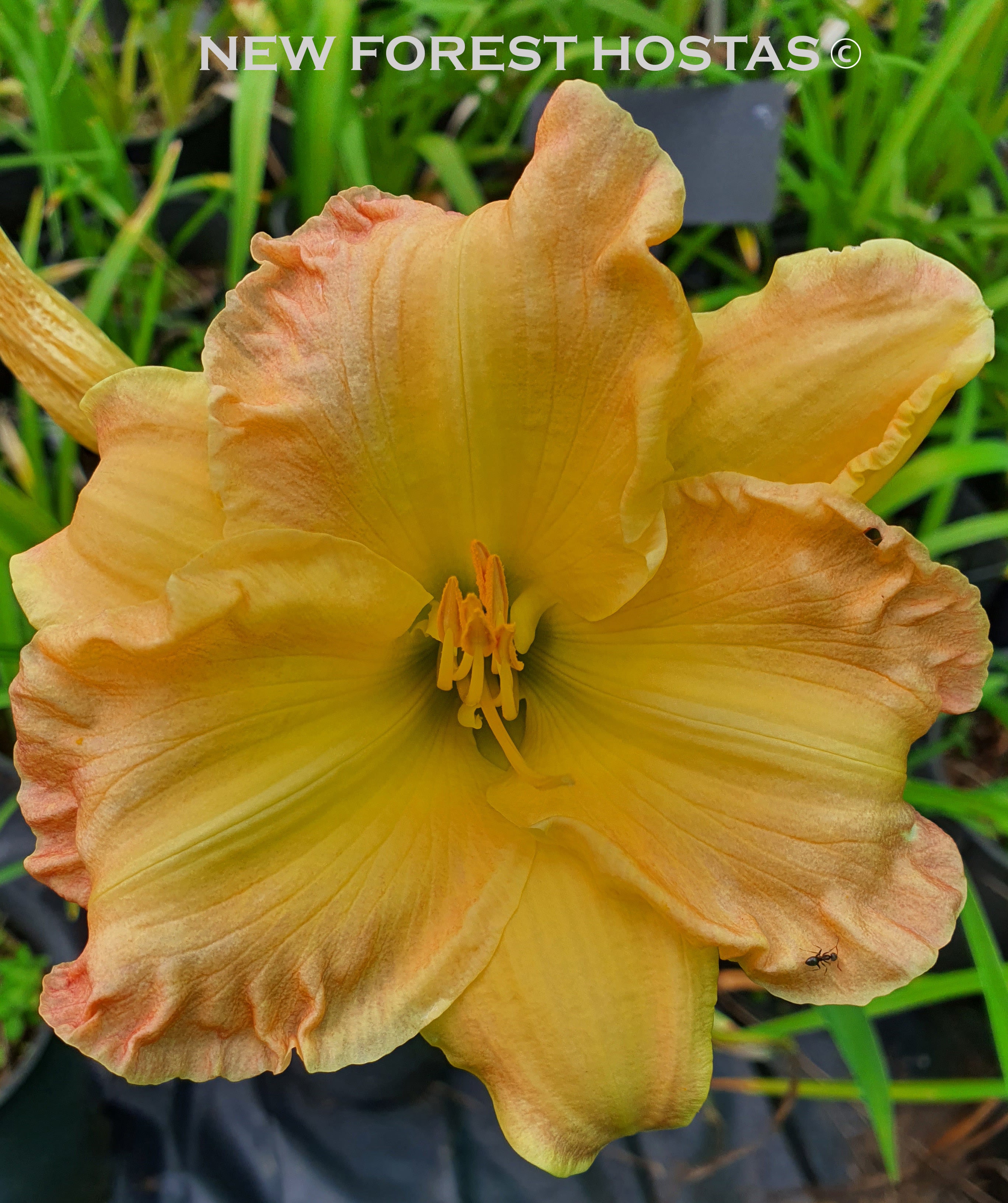Hemerocallis 'Emily Anne' - New Forest Hostas & Hemerocallis