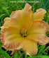 Hemerocallis 'Emily Anne' - New Forest Hostas & Hemerocallis