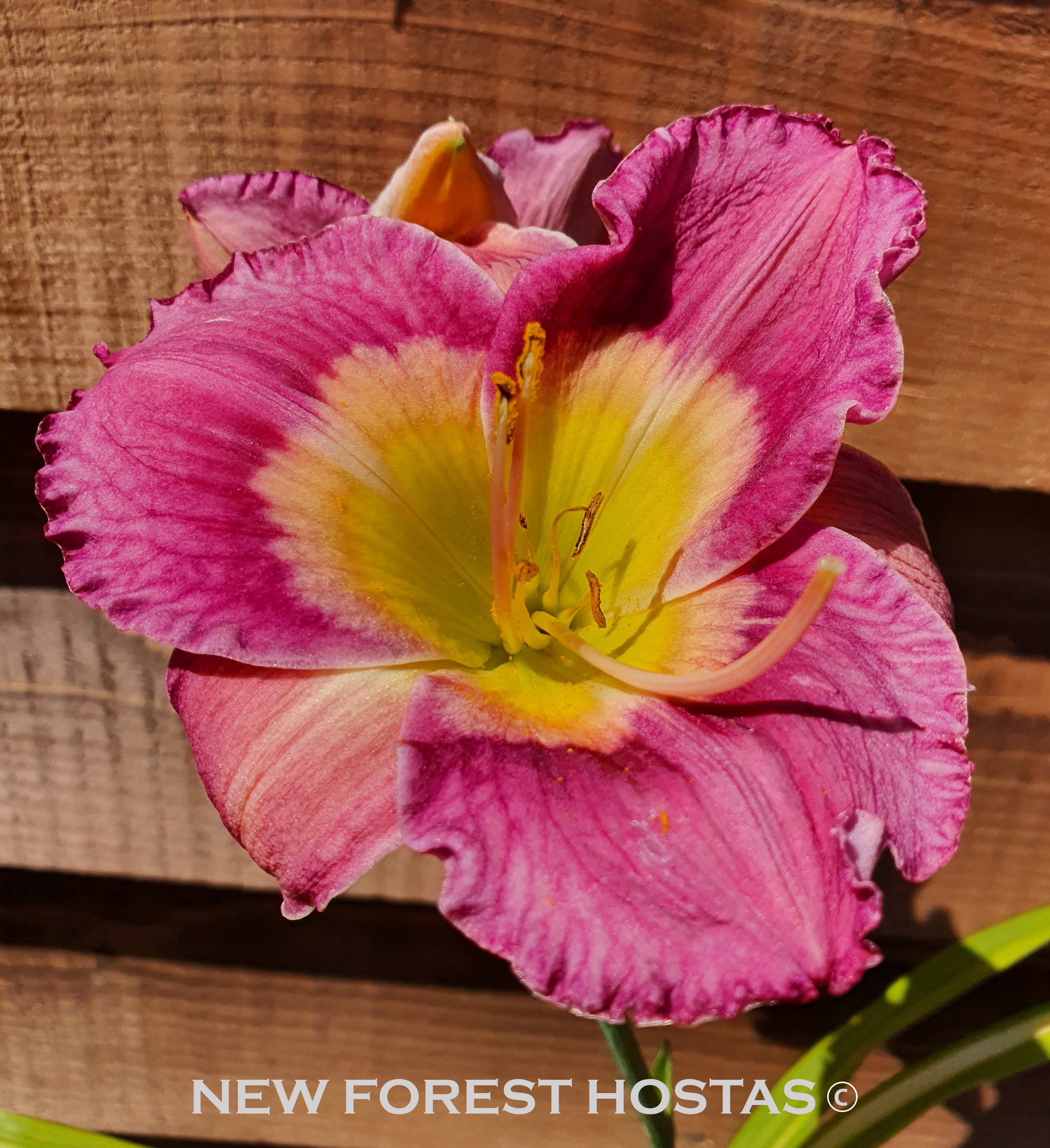 Hemerocallis 'Emperor Butterfly' - New Forest Hostas & Hemerocallis